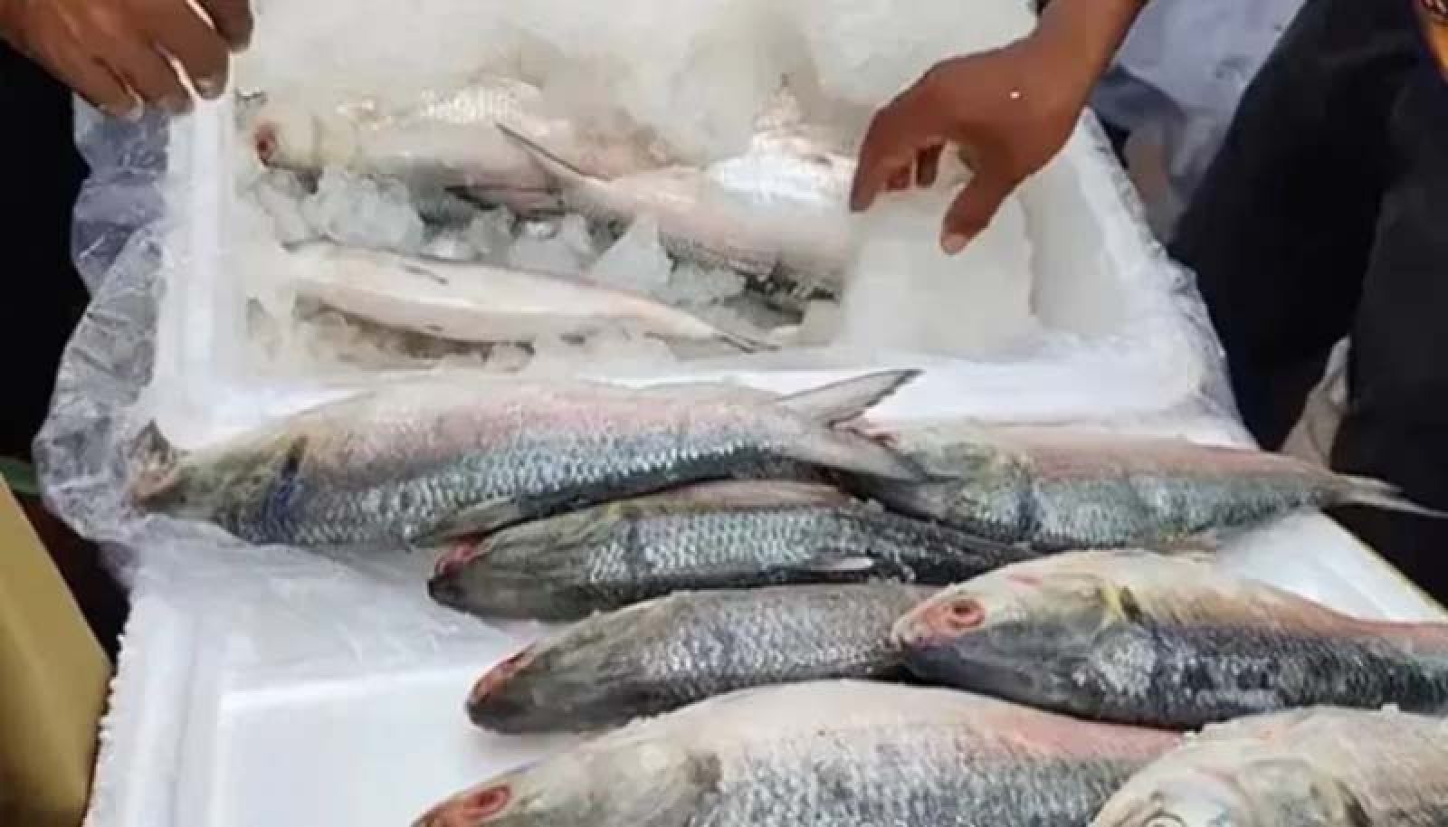 এবারও দুর্গাপূজায় ইলিশ চায় ভারত