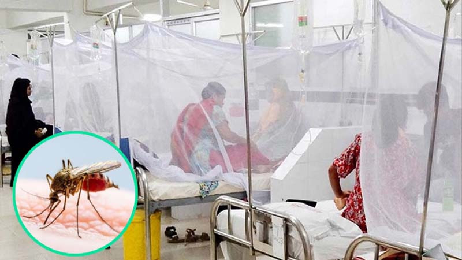ডেঙ্গু আক্রান্ত হয়ে আরও ৫ জনের মৃত্যু, হাসপাতালে ভর্তি ১৩৬৬