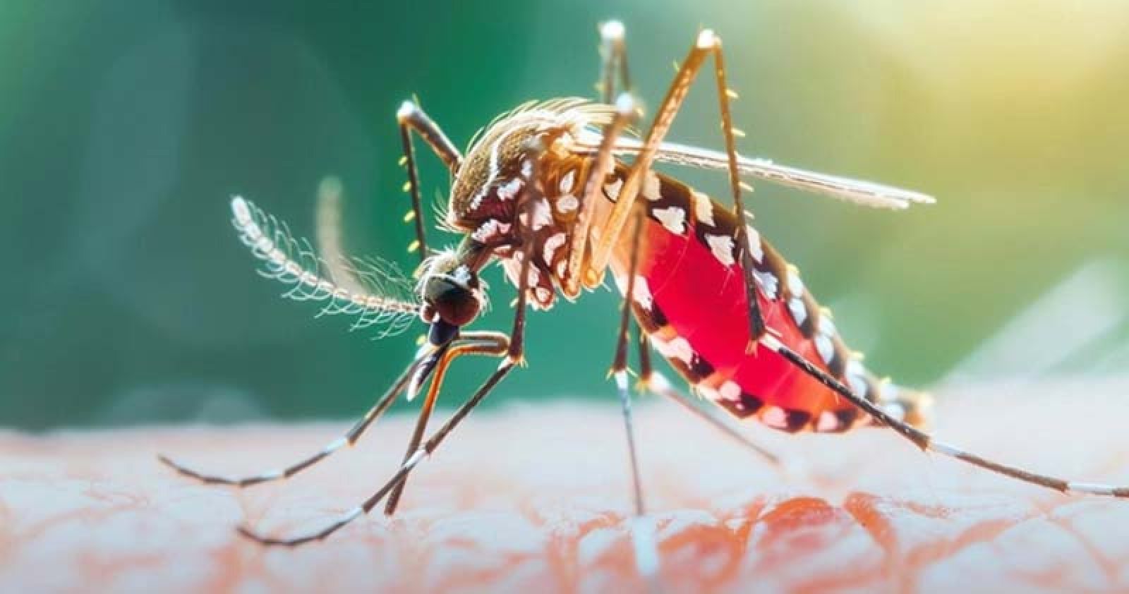 ডেঙ্গু আক্রান্ত হয়ে প্রাণ গেল আরও চারজনের