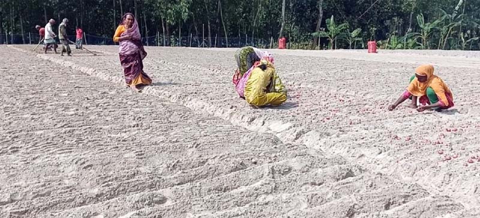 পীরগঞ্জে মুড়িকাটা পেঁয়াজ চাষে ব্যস্ত কৃষকরা