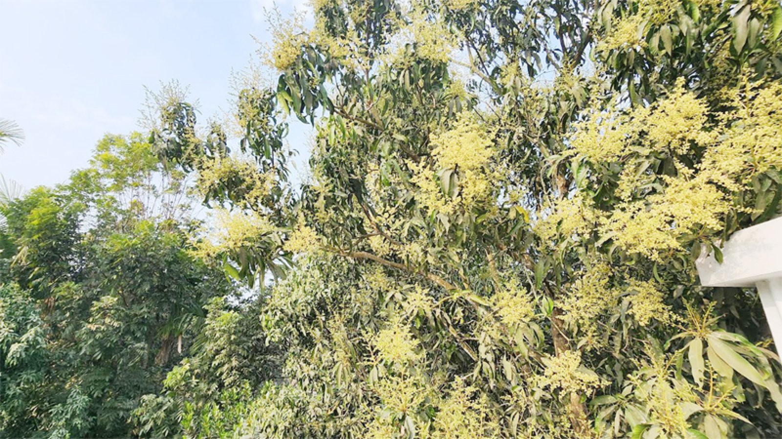 সাতক্ষীরাতে বসন্তের শুরুতেই আমের মুকুল