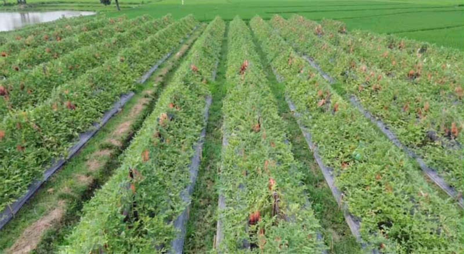 নিয়ামতপুরে গ্রীষ্মকালীন তরমুজ চাষে সাফল্য