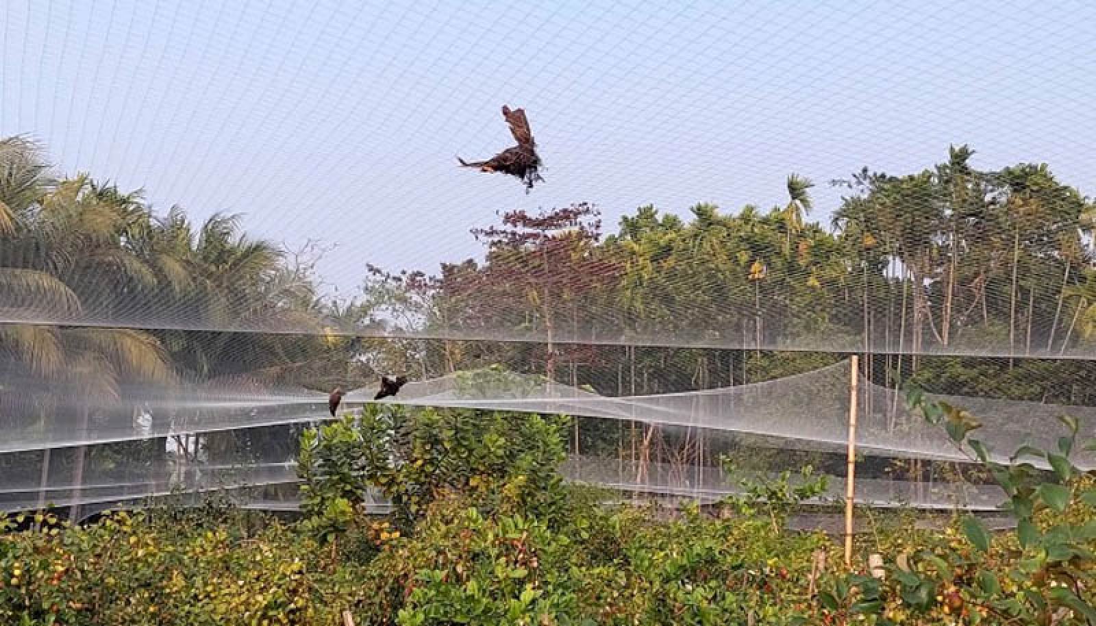 বরই বাগান যেন পাখিদের ‘মৃত্যুর ফাঁদ’