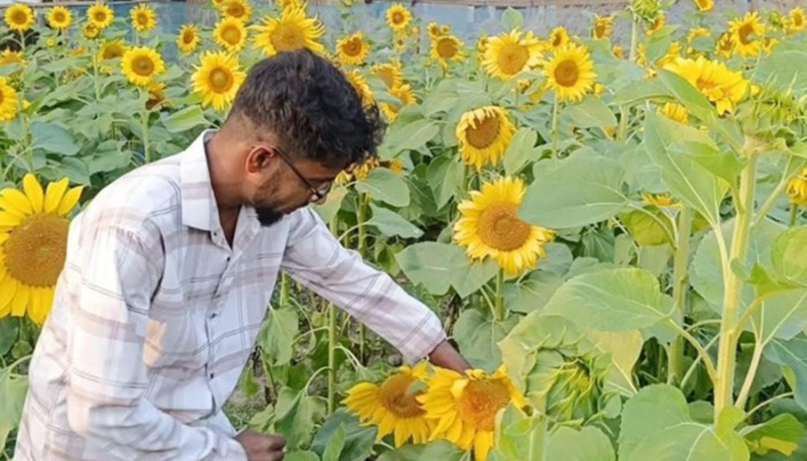 চাঁদপুরের কৃষকদের সূর্যমুখীর হাসিতে ভাগ্য বদলের স্বপ্ন