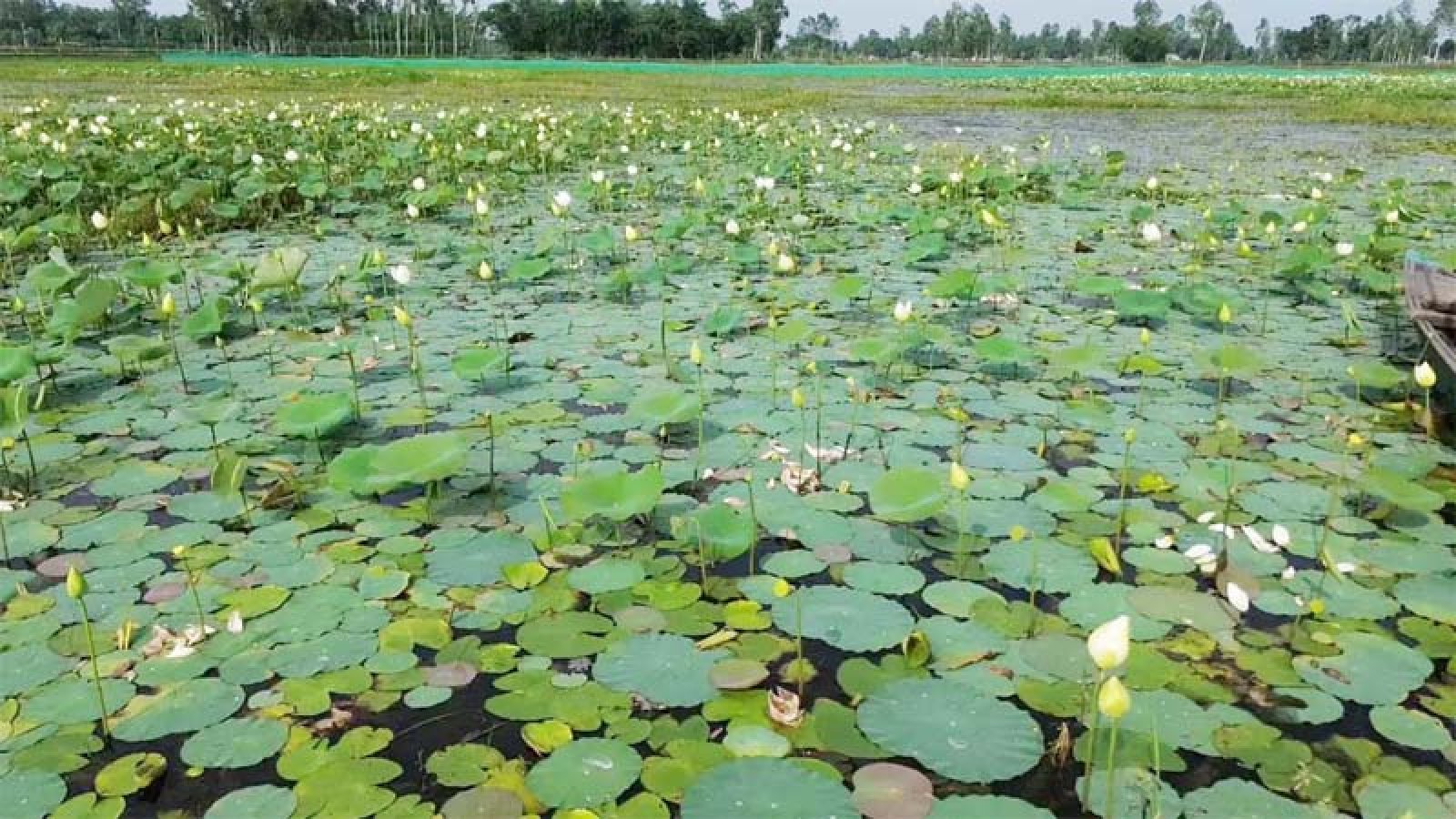 বাফলার বিলে শাপলা ও পদ্মের মেলা