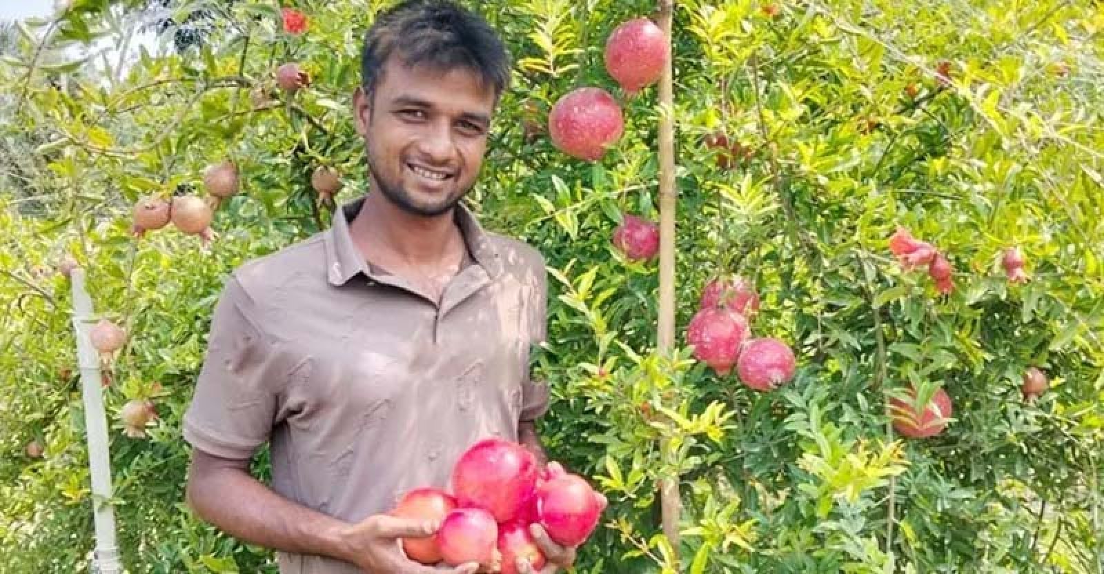 আনার চাষে সফল শিবলী