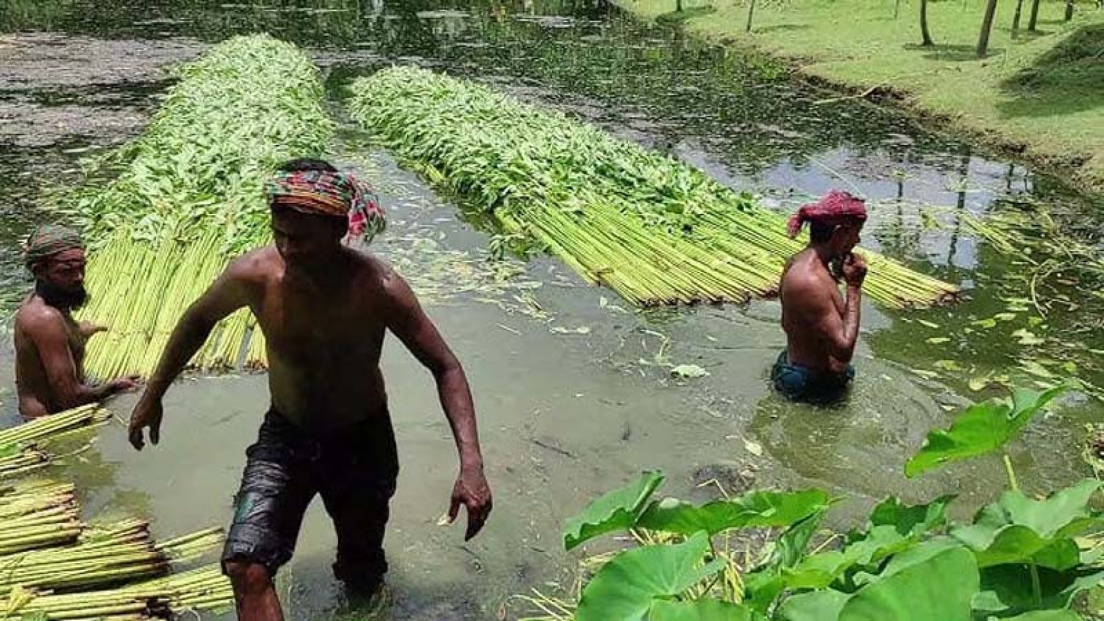 রাজশাহী অঞ্চলে আগাম জাতের পাট চাষে লাভবান  হচ্ছেন কৃষক, বেড়েছে পাটের আবাদ