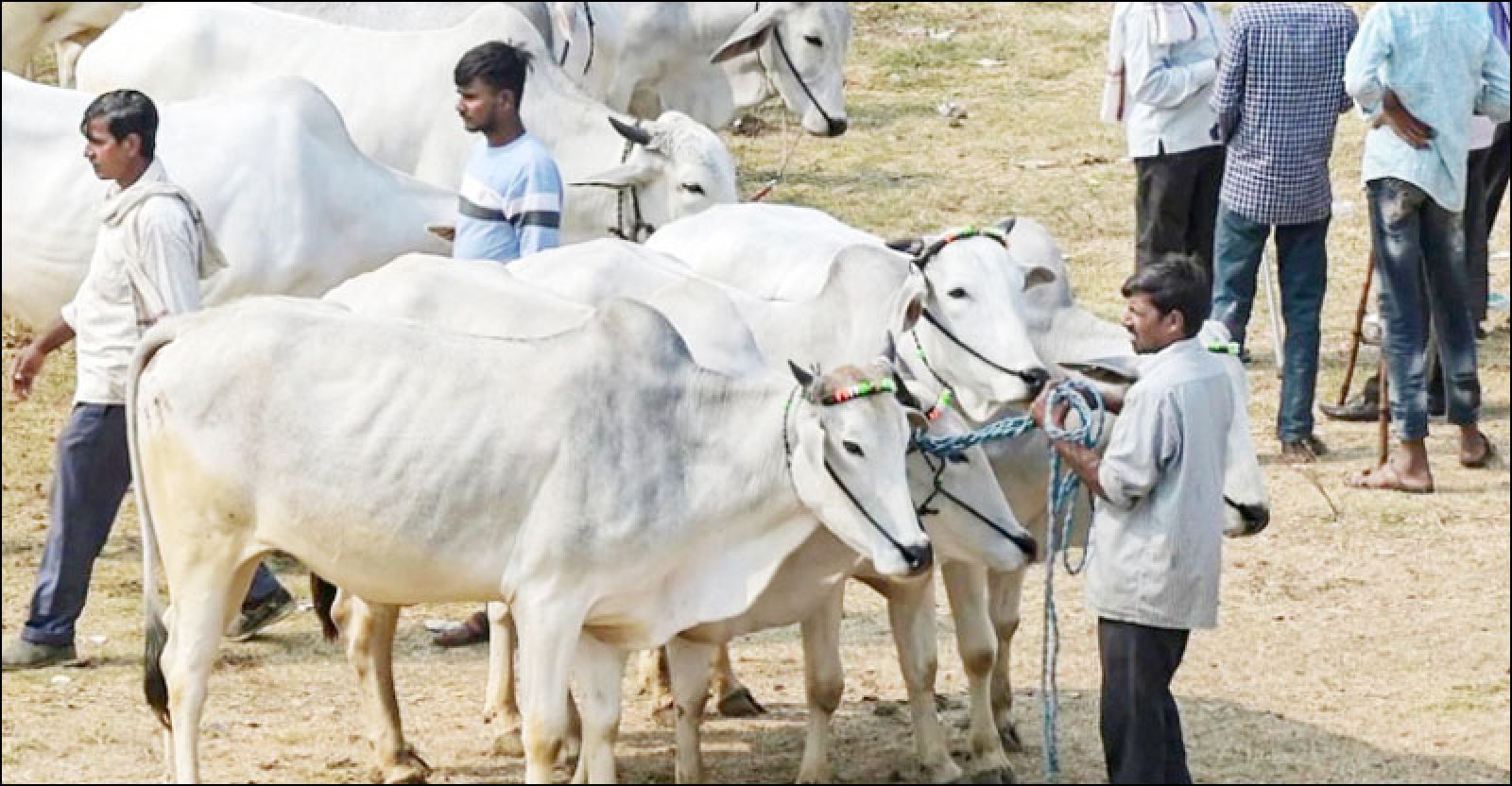 ভারতে গরুকে ‘জাতীয় পশু’ হিসেবে ঘোষণার দাবি