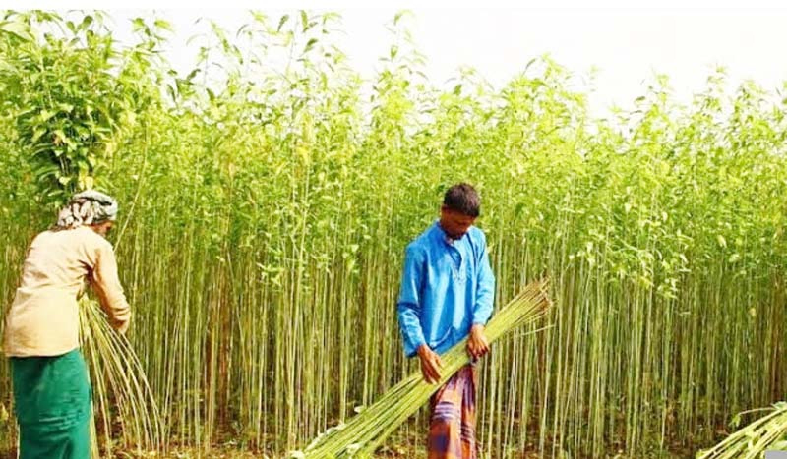 রাজশাহী অঞ্চলে পাটের সুদিন,লক্ষ্যমাত্রা ছাড়িয়েছে আবাদ