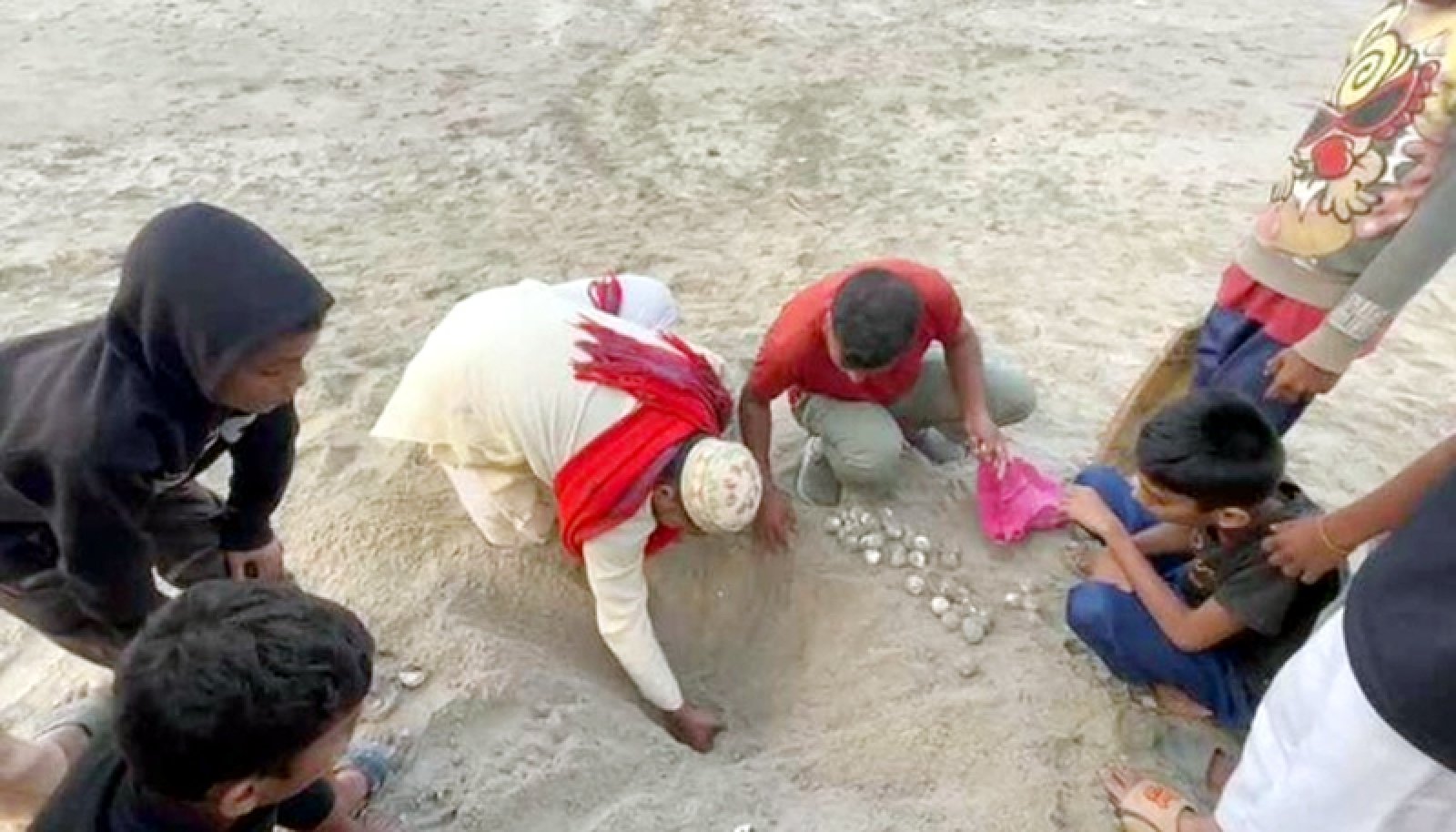 অল্পের জন্য রক্ষা পেল কচ্ছপের ১২০ ডিম