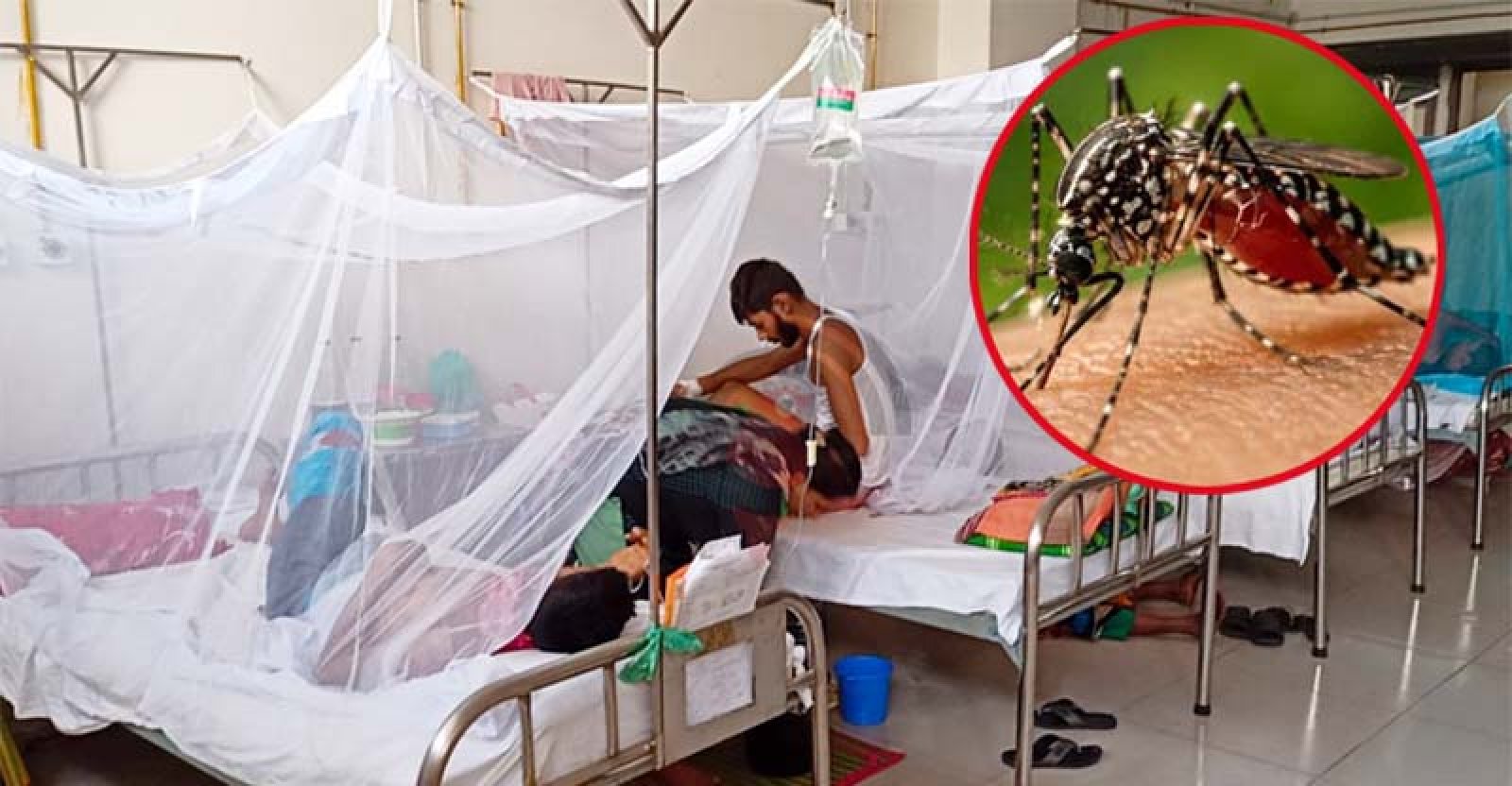 ডেঙ্গু  আক্রান্ত হয়ে প্রাণ গেল ১০ জনের, হাসপাতালে ভর্তি ১৯৯৬ জন