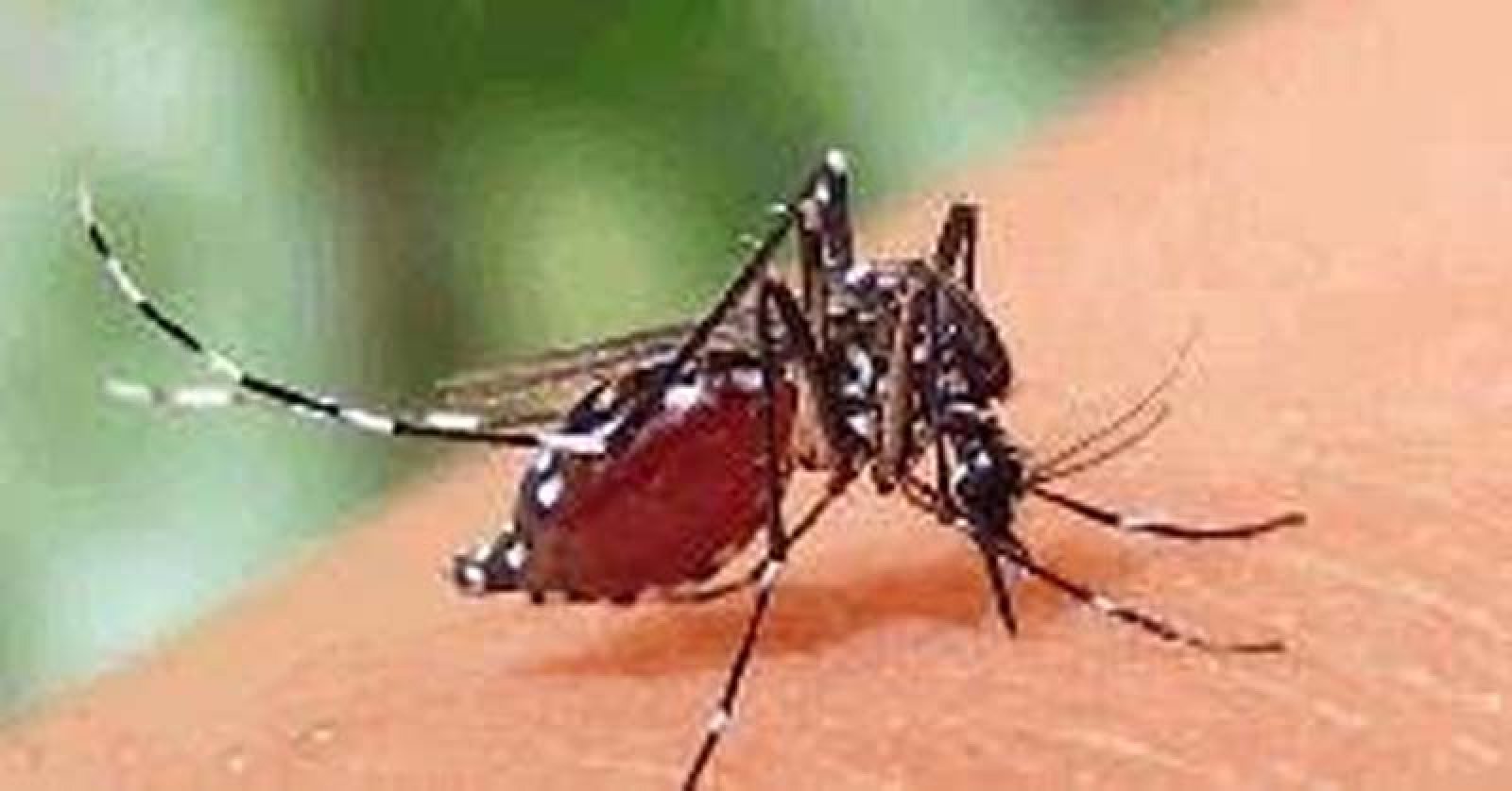 ডেঙ্গু আক্রান্ত হয়ে আরও ৭ জনের মৃত্যু , হাসপাতালে ভর্তি  ১৮৭২