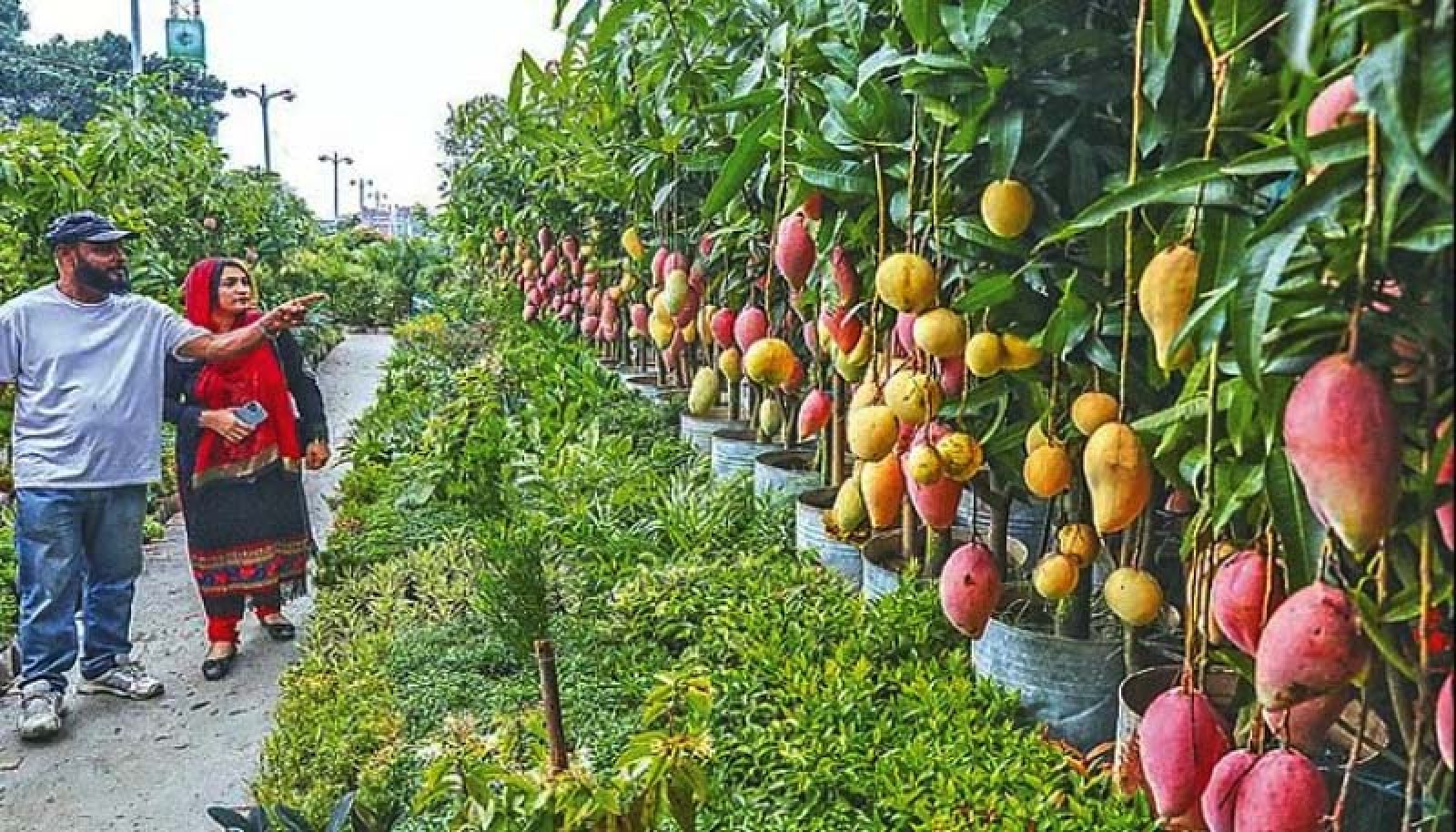 রাজধানীতে শুরু হয়েছে মাসব্যাপী বৃক্ষমেলা