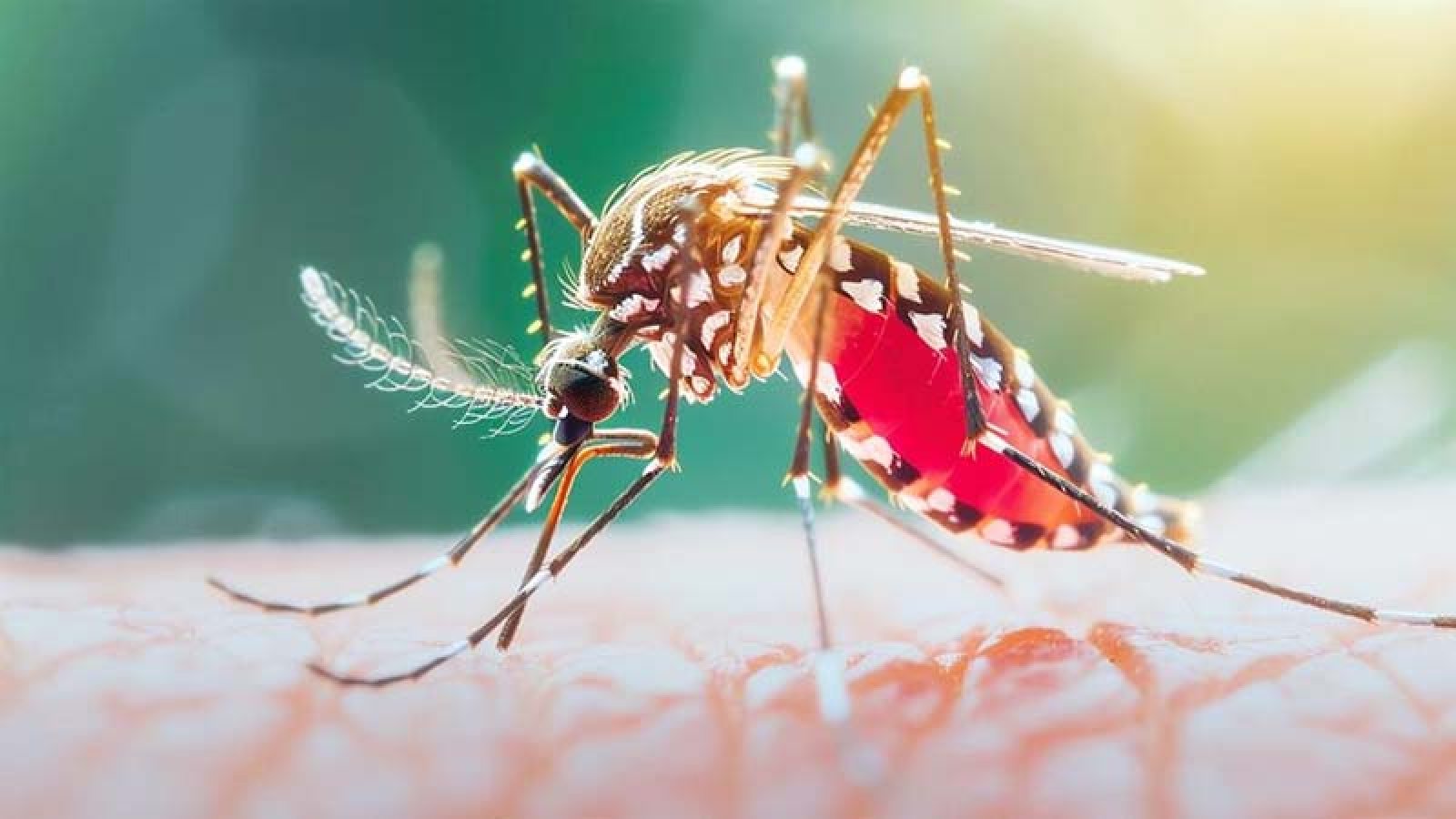 ডেঙ্গু আক্রান্ত হয়ে চারজনের মৃত্যু, হাসপাতালে ভর্তি ১ হাজার ৮৫১