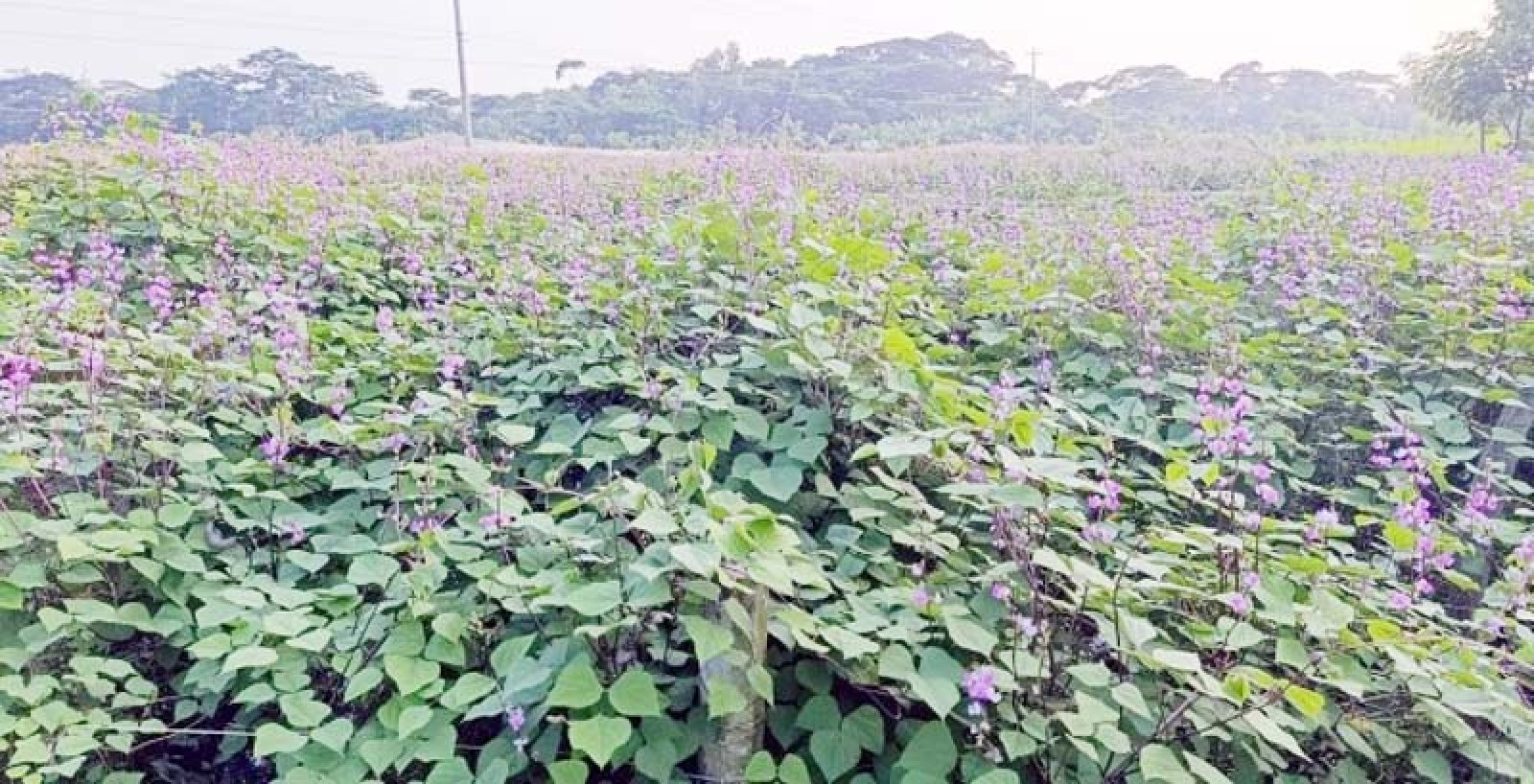 সবজি চাষে বদলে যাচ্ছে কলাপাড়ার অর্থনীতি