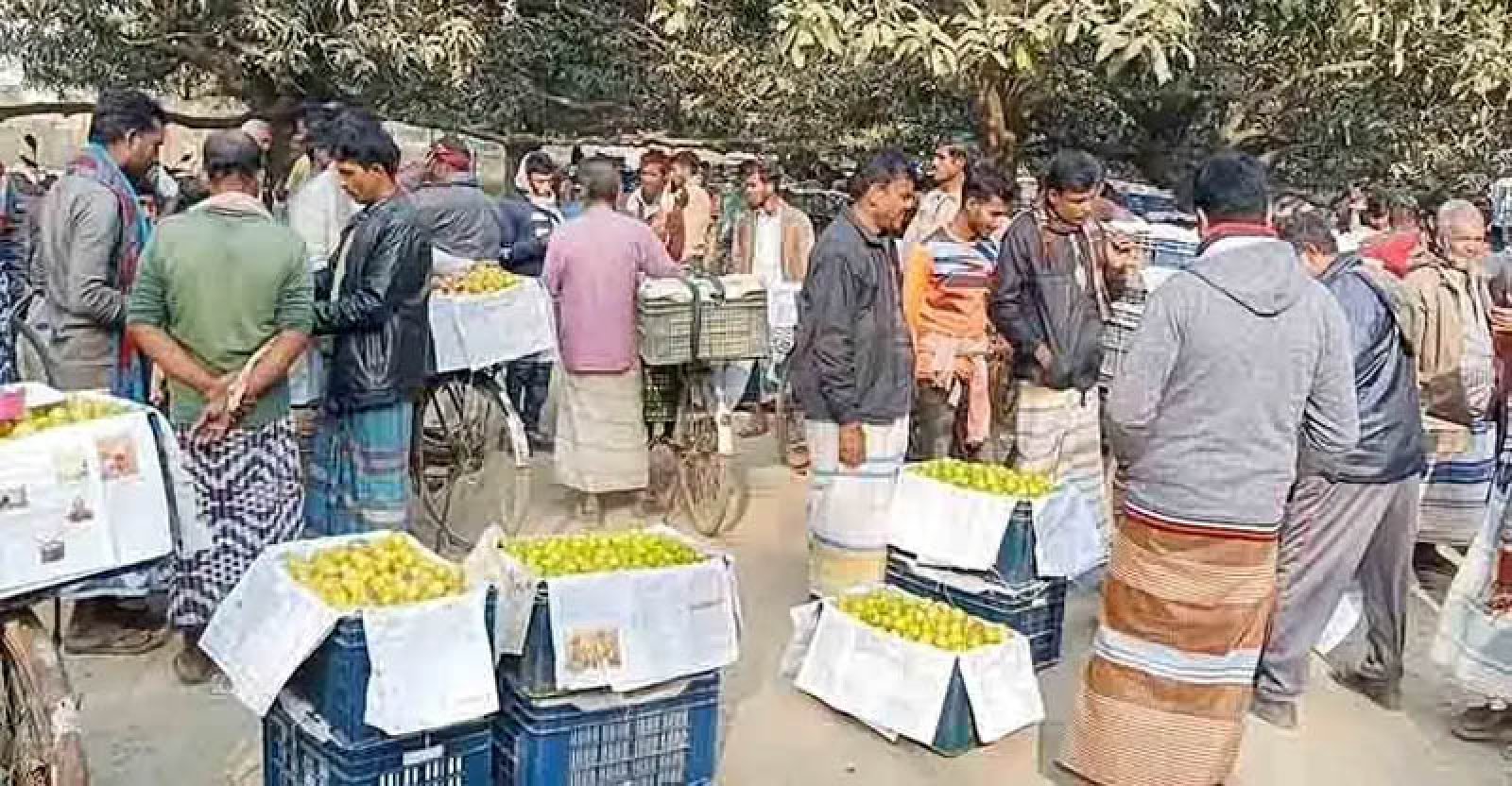 আমের বদলে বরই চাষে বদলে যাচ্ছে চাঁপাইনবাবগঞ্জ