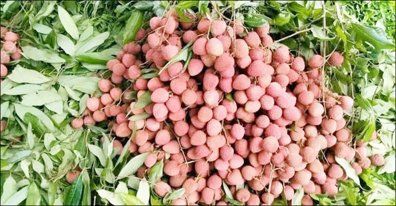 দিনাজপুরে জমে উঠেছে লিচুর বাজার