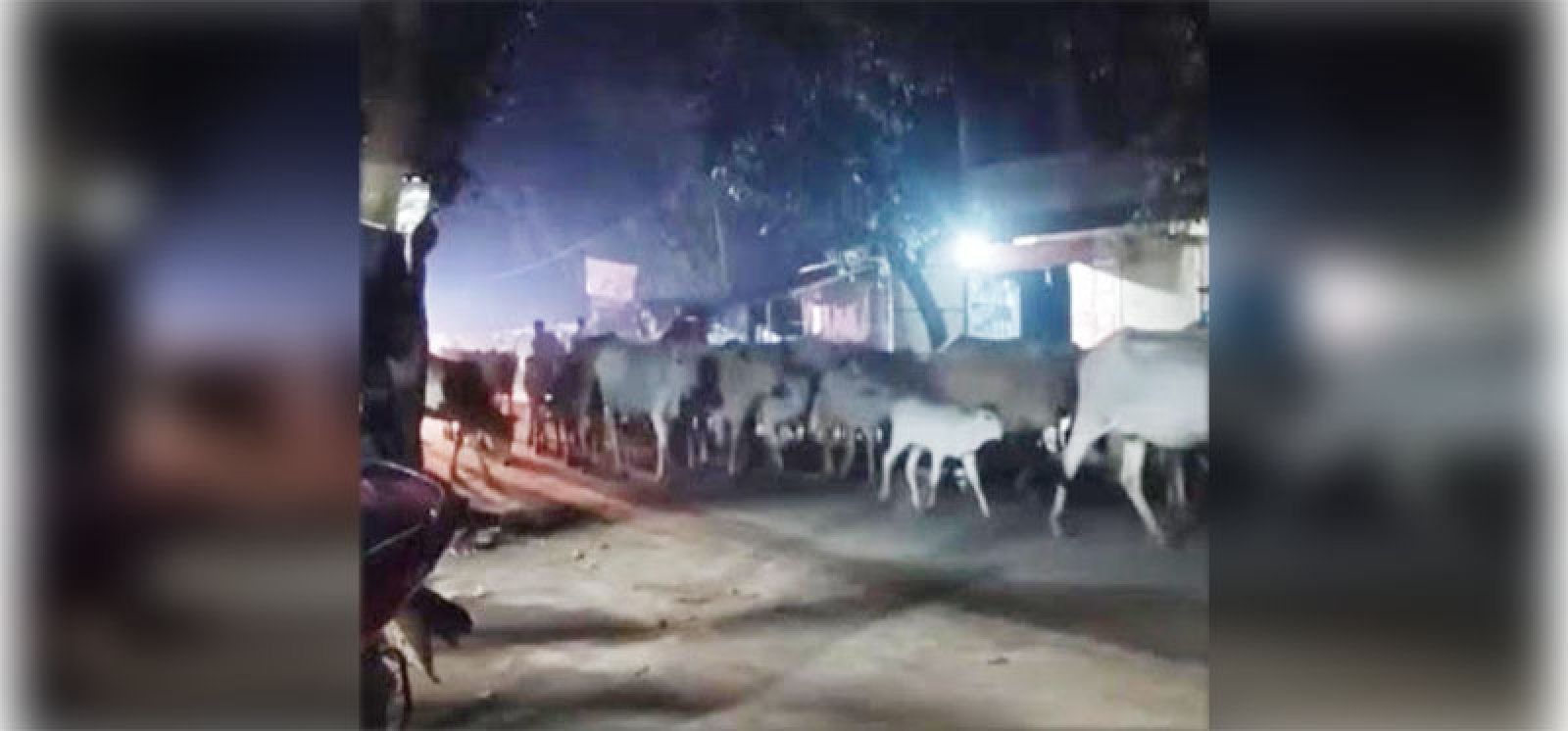 চাঁপাই সীমান্ত দিয়ে  ঢুকছে ভারতীয় গরু