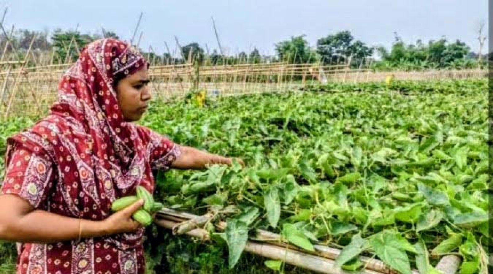 পদ্মা চরের সাদা বালুতে চাষ হচ্ছে সবুজ সোনা