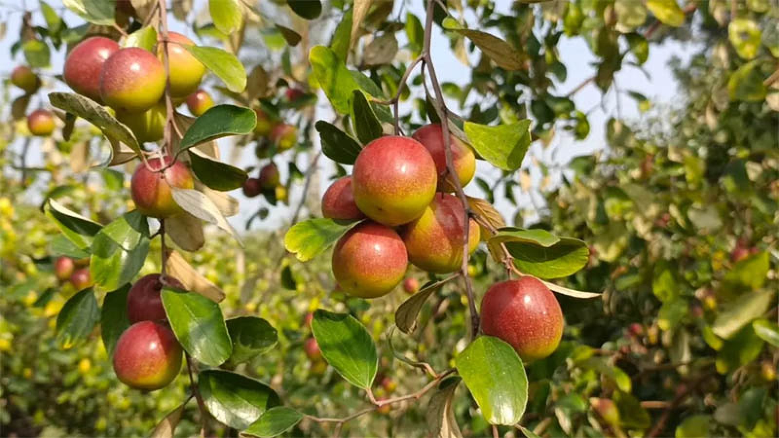 ‘বরই’ চাষে ১৬০ কোটি টাকার বাণিজ্যের সম্ভাবনা