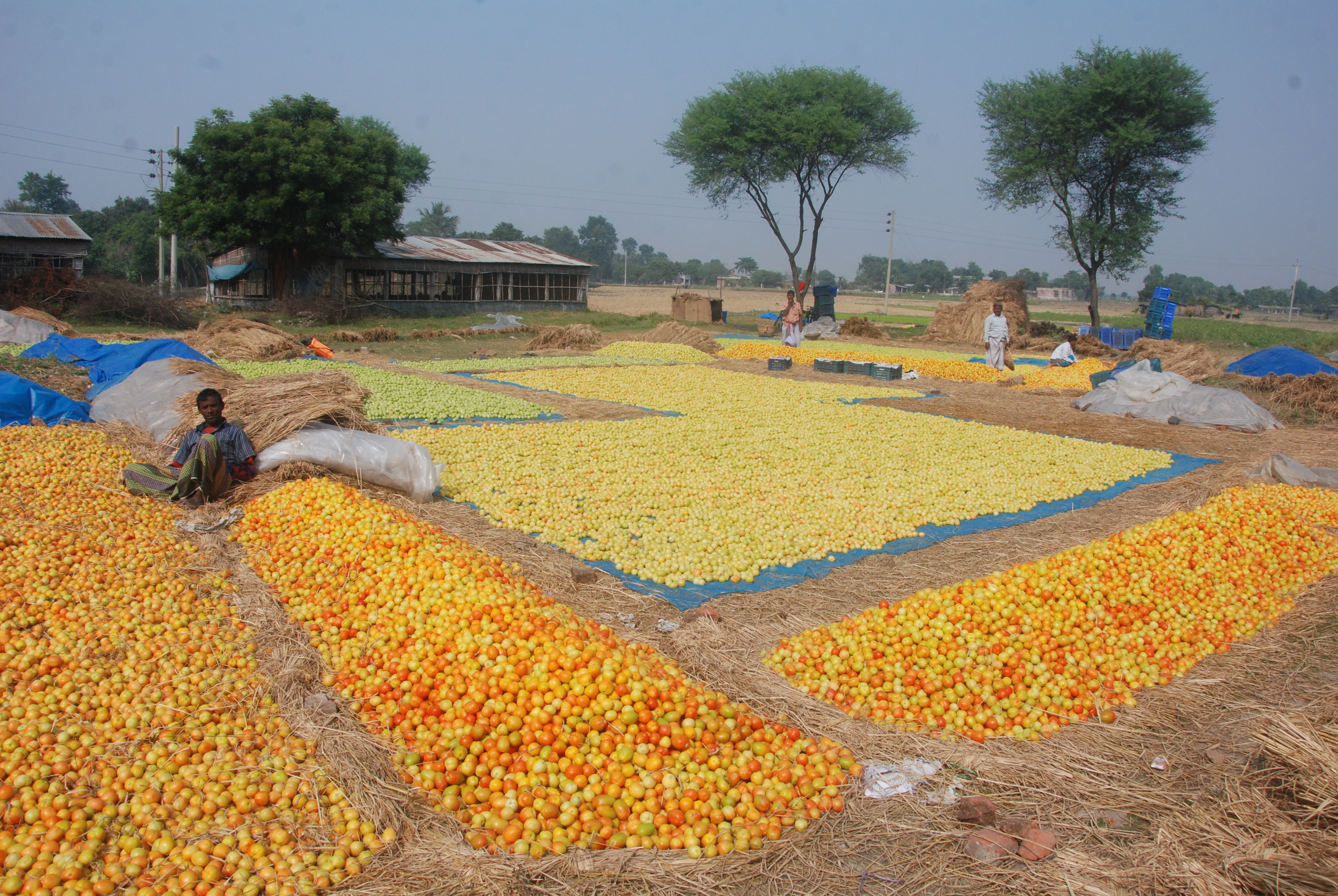 টমেটো’র মৌসুম
