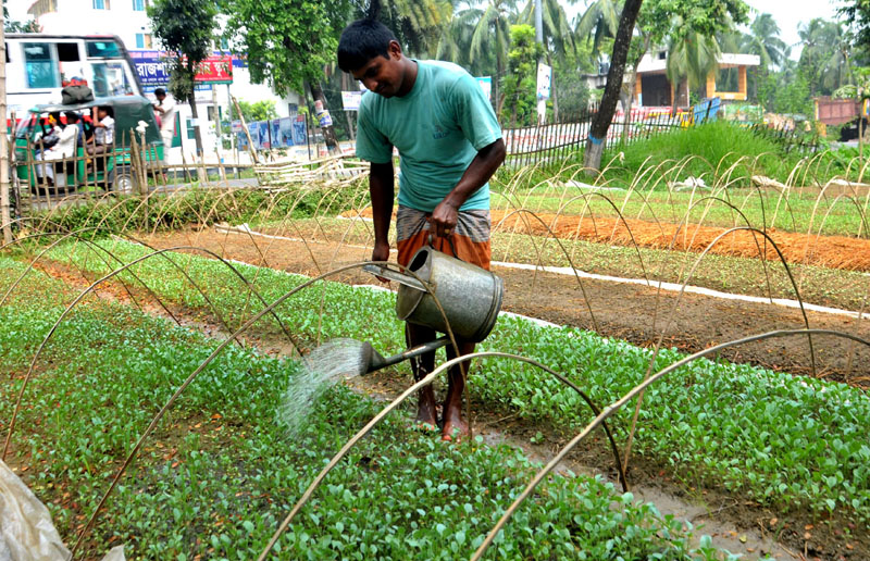 শীতের সবজি