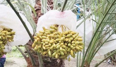 মরুভূমির খেজুর চাষ করে উদ্যোক্তা সাইফুদ্দিন হিরুক