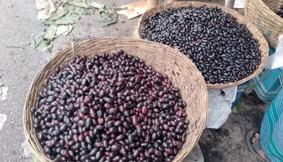 জামের রস যাচ্ছে বিদেশে, বিচিও ফেলনা নয়