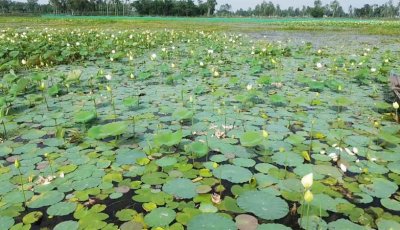 বাফলার বিলে শাপলা ও পদ্মের মেলা