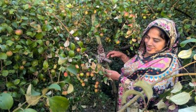 বরই চাষ করে সফল নারী উদ্যোক্তা  তাসলিমা