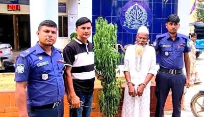 নিয়ামতপুরে বাড়ির আঙিনায় গাঁজার চাষ, গ্রেপ্তার ১