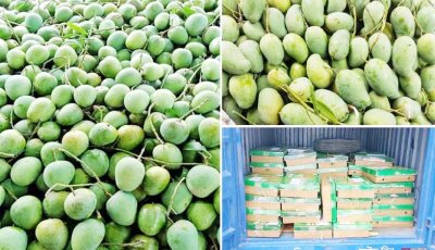 ভারতকে আম উপহার দিলো বাংলাদেশ