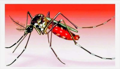 রাজশাহী অঞ্চলে ডেঙ্গুর ভয়াবহ থাবায় বাড়ছে আতঙ্ক॥ চাঁপাইনবাবগঞ্জে  তত্ত্বাবধায়কসহ ১১১ জন আক্রান্ত
