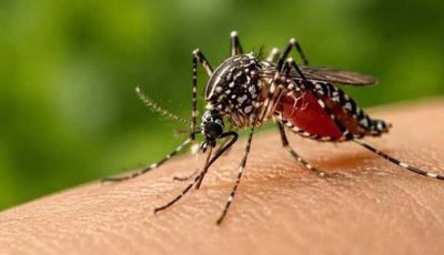 ডেঙ্গুতে মৃত্যু ৩০০ ছুঁইছুঁই