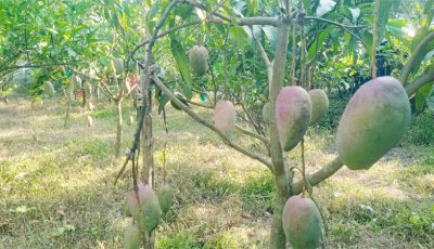 টিউশনের টাকায় ফলবাগান