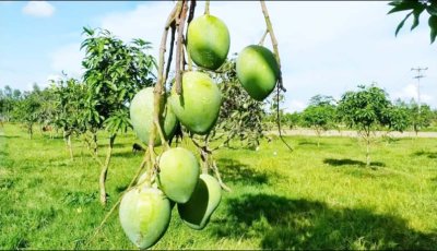 আনুষ্ঠানিকভাবে বাজারে এলো রংপুরের ‘হাঁড়িভাঙা’ আম