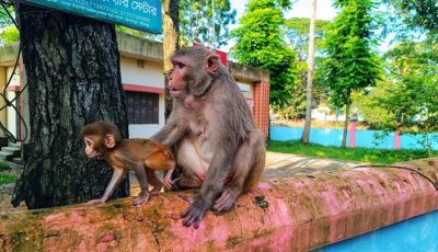 বুকে সন্তান, চোখে ক্ষুধা—মা বানরের পাশে মানুষ