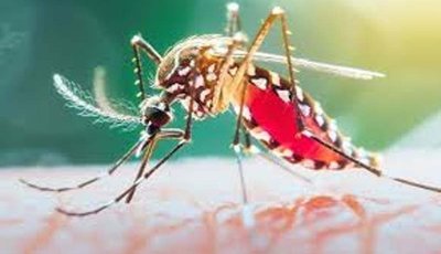 ডেঙ্গু আক্রান্ত হয়ে ছয়জনের মৃত্যু , হাসপাতালে ভর্তি ১৯৪৮
