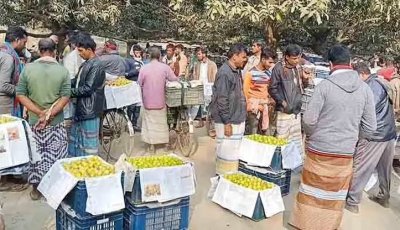 আমের বদলে বরই চাষে বদলে যাচ্ছে চাঁপাইনবাবগঞ্জ
