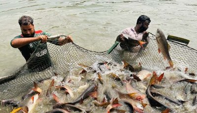 পাঙ্গাসের ভ্যাকসিনে মৎস্যখাতে নতুন সম্ভাবনার হাতছানি