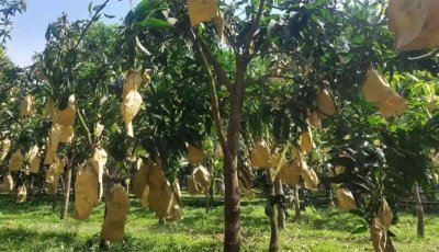 ফ্রান্সে যাচ্ছে রাজশাহীর হিমসাগর ও আম্রপালি