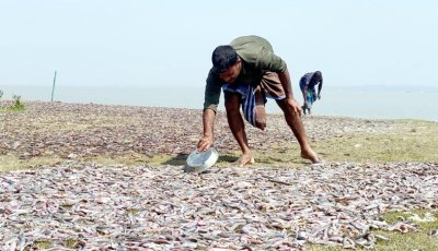 সংকটে হাতিয়ার সম্ভাবনাময় চেউয়া শুঁটকি শিল্প