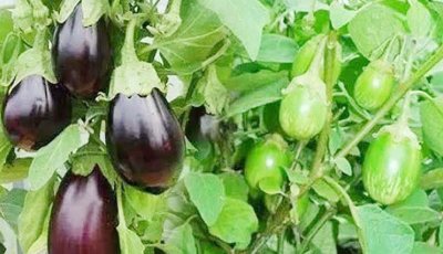 দিনাজপুরে বেগুন চাষে বাম্পার ফলন