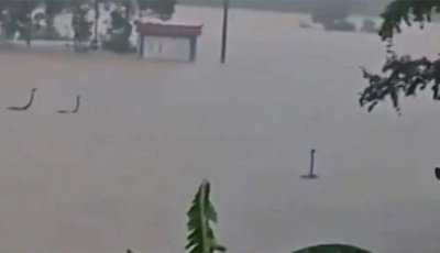 বন্যায় তলিয়েছে সাপের খামার, ছড়িয়ে পড়েছে ৯০০ বিষধর সাপ