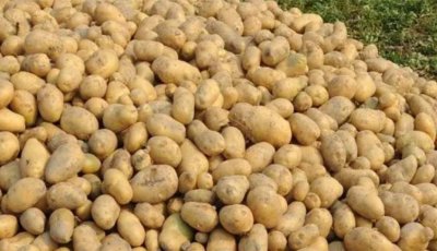 আবাদ কমলেও দাম বাড়েনি আলুর
